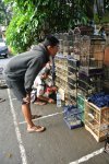 バリ島の穴場スポット鳥市場に潜入
